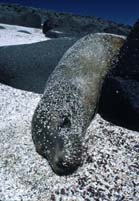 Sealion, Galapagos Islands